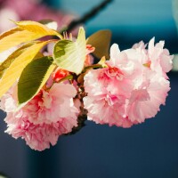 Japānas Bībeles biedrība svin 150. gadadienu kopš darbības sākuma