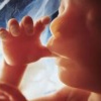 ASV atceļ prezidenta Trampa aizliegumu veikt pētījumus ar abortētu bērnu audiem