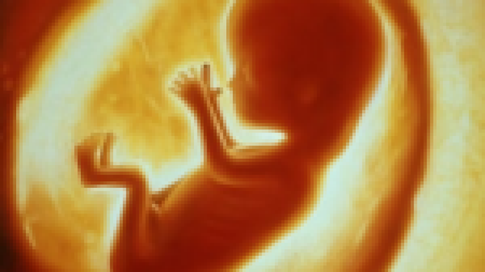 Arhibīskaps parakstījis petīciju pret ģenētiski modificētu cilvēka embriju radīšanu un iznīcināšanu