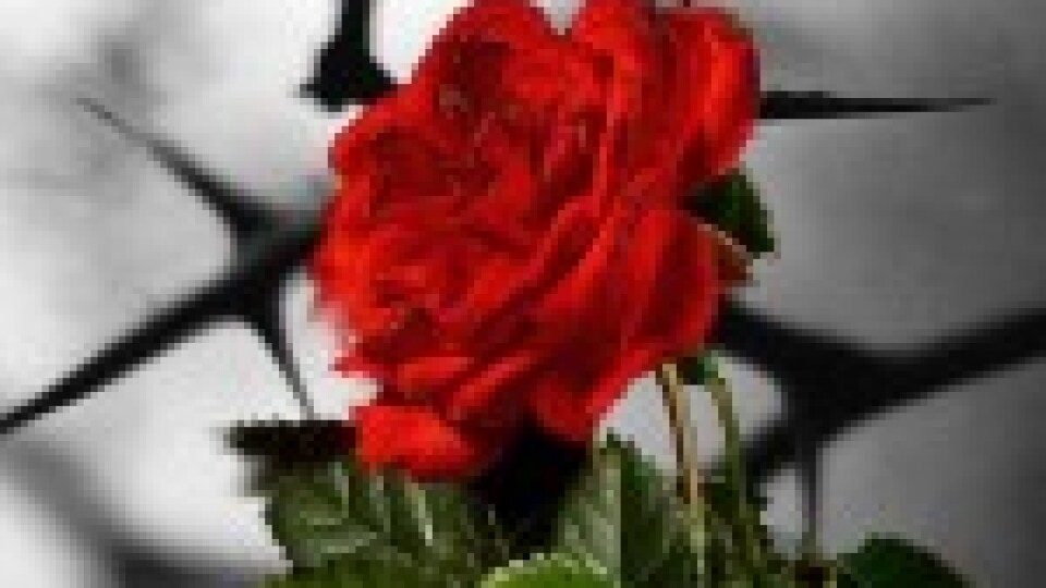 Tukuma draudze “Cerība” rīko koncertu “Caur ērkšķiem uz rozēm”