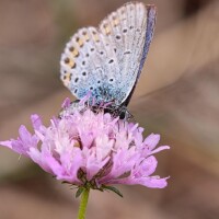 Doles-Ķekavas draudze īsteno atbalsta projektus ģimenēm